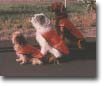 International Hearing Dog, Inc. 3dogs.jpg